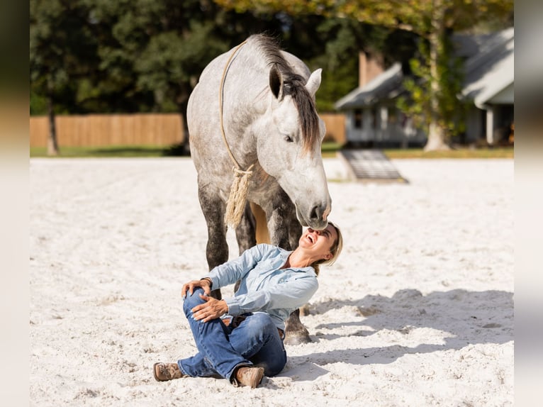 Perszeron Mix Wałach 5 lat 160 cm Siwa in Ocala