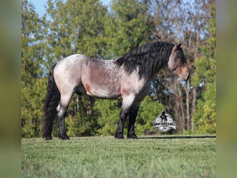 Perszeron Wałach 5 lat 163 cm Gniadodereszowata in Mount Vernon, KY