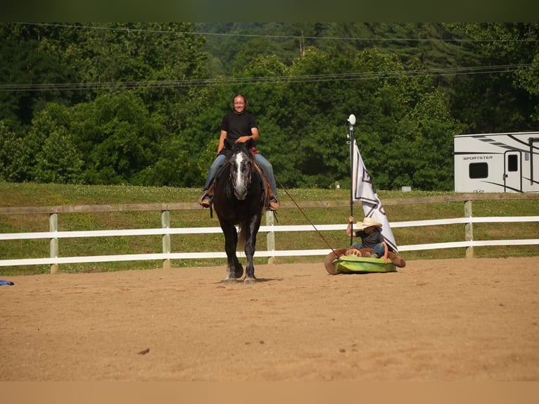 Perszeron Mix Wałach 5 lat 163 cm Siwa in Fresno