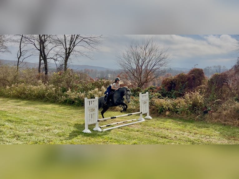 Perszeron Mix Wałach 5 lat 163 cm Siwa in Gap