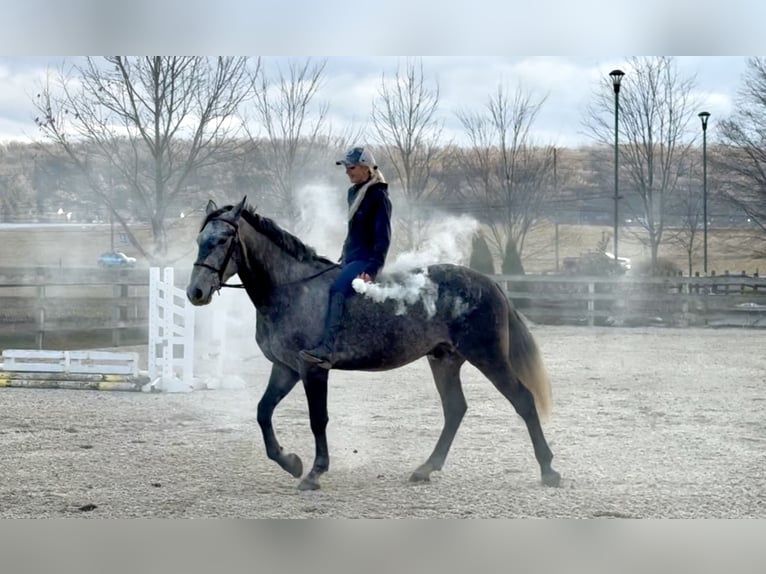 Perszeron Mix Wałach 5 lat 163 cm Siwa in Gap