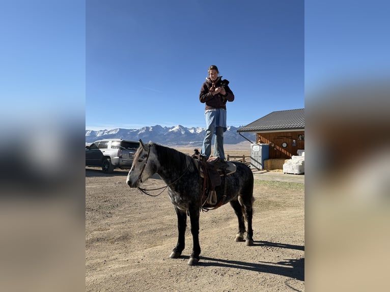 Perszeron Mix Wałach 5 lat 163 cm Siwa in Westcliffe