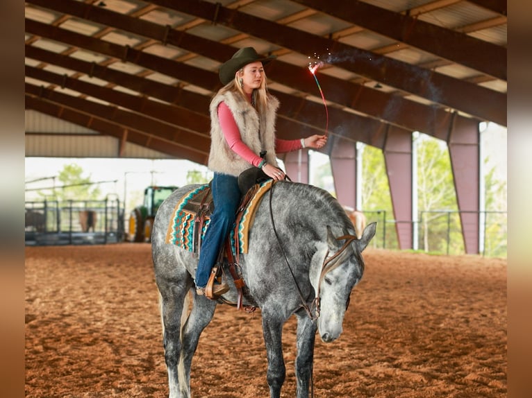 Perszeron Mix Wałach 5 lat 168 cm Siwa in Quitman