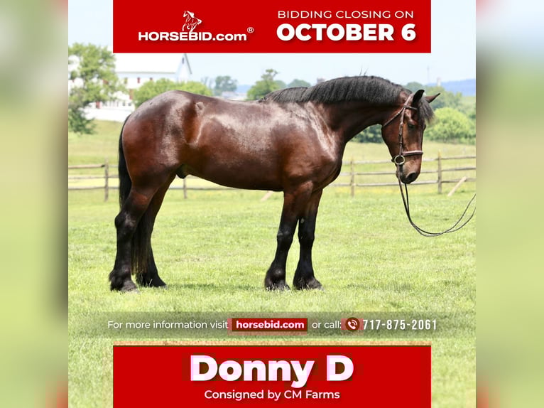 Perszeron Mix Wałach 5 lat 170 cm Gniada in Gap, PA