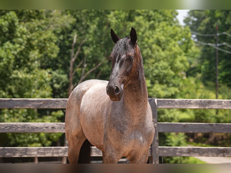 Perszeron Mix Wałach 5 lat Karodereszowata in Clover
