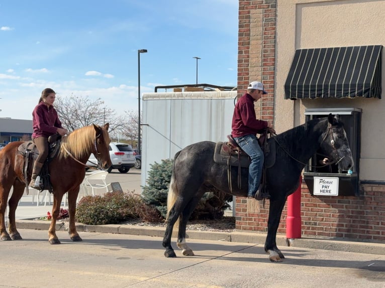 Perszeron Mix Wałach 6 lat 157 cm Siwa in Ames, IA