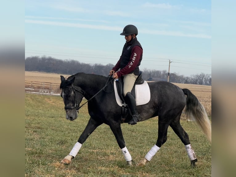 Perszeron Mix Wałach 6 lat 157 cm Siwa in Ames, IA