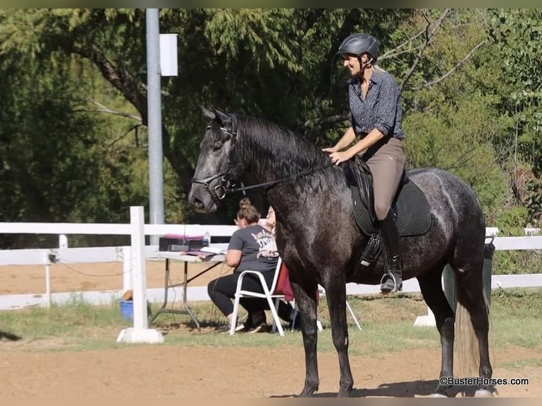 Perszeron Wałach 6 lat 165 cm Siwa in Weatherford TX