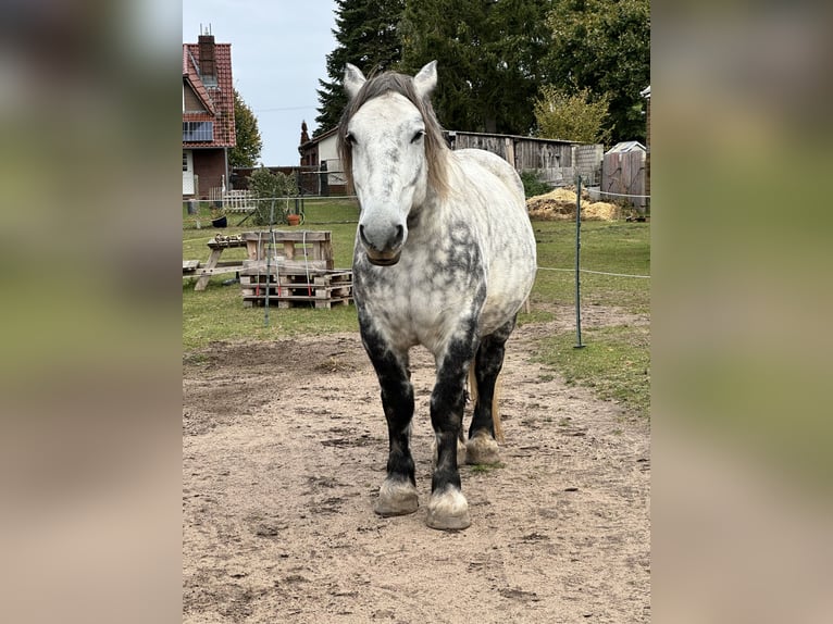 Perszeron Mix Wałach 6 lat 167 cm Siwa jabłkowita in Demen