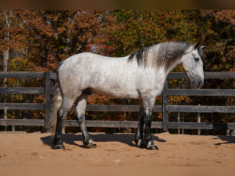 Perszeron Mix Wałach 6 lat 168 cm Siwa jabłkowita in Clover