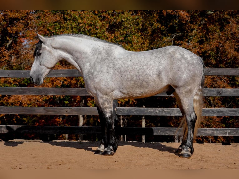 Perszeron Mix Wałach 6 lat 168 cm Siwa jabłkowita in Clover