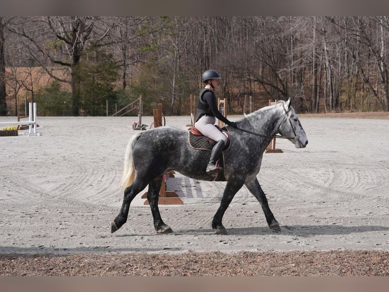 Perszeron Mix Wałach 6 lat 170 cm Siwa in Clover