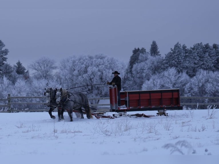 Perszeron Wałach 6 lat 173 cm Siwa in Nevis