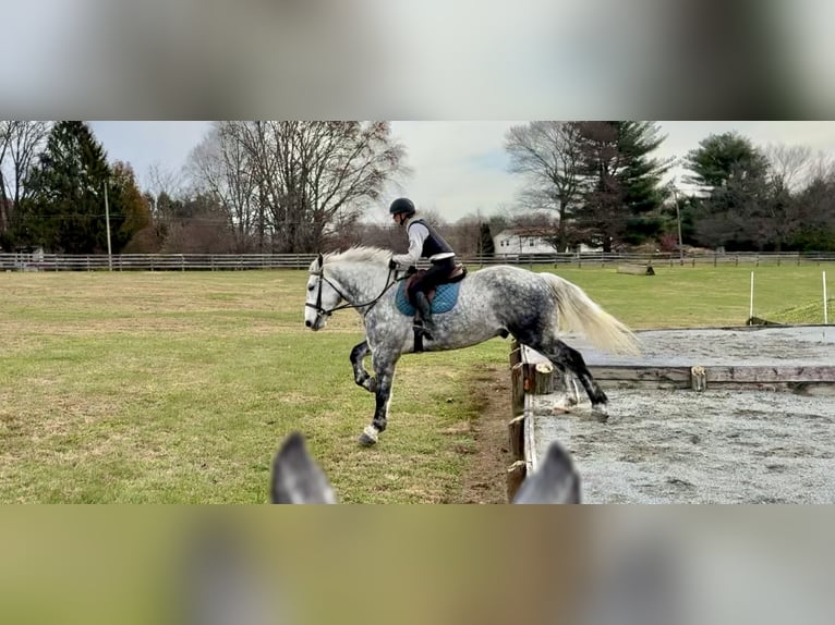 Perszeron Mix Wałach 6 lat 173 cm Siwa in Gap