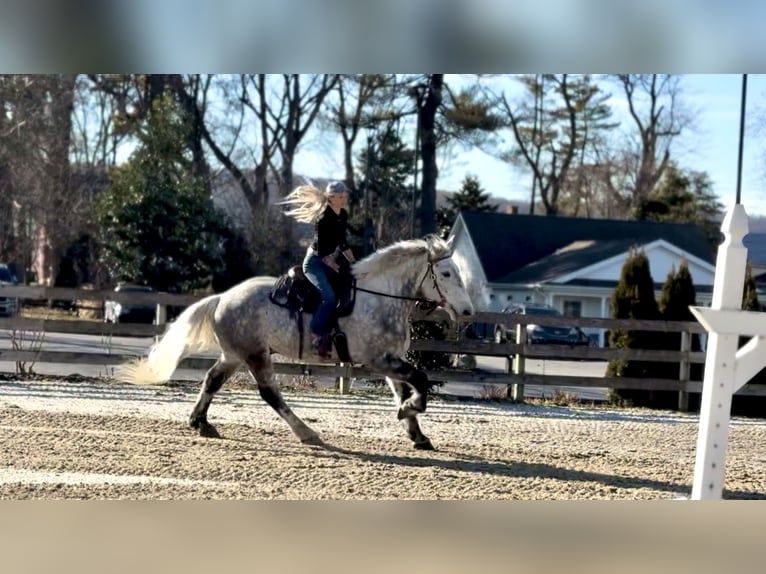 Perszeron Mix Wałach 6 lat 173 cm Siwa in Gap