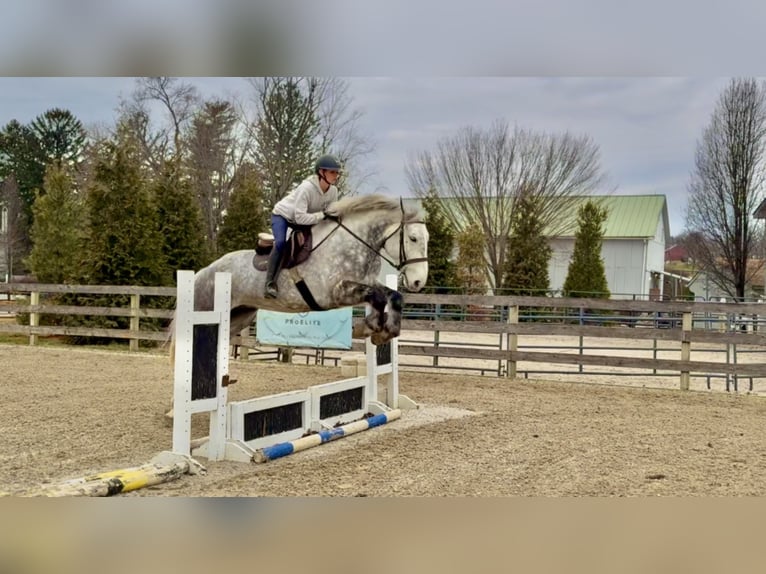 Perszeron Mix Wałach 6 lat 173 cm Siwa in Gap