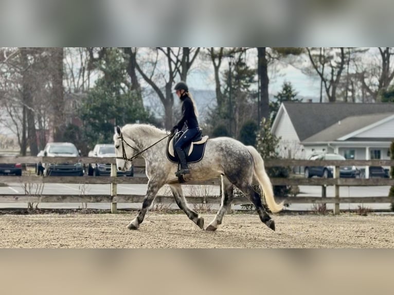 Perszeron Mix Wałach 6 lat 173 cm Siwa in Gap