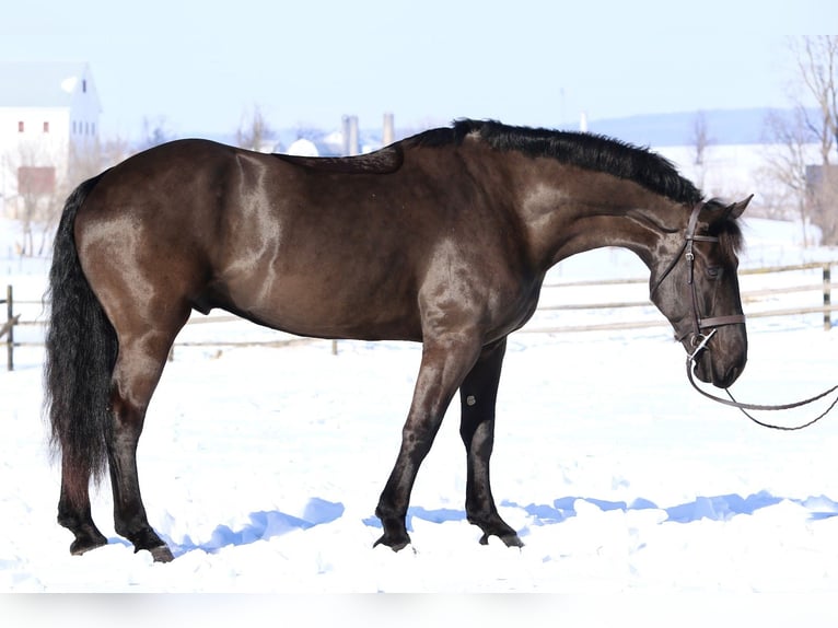 Perszeron Mix Wałach 6 lat 175 cm Kara in Gap