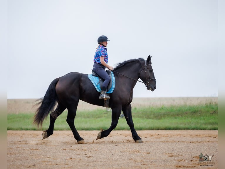 Perszeron Wałach 6 lat Kara in Auburn