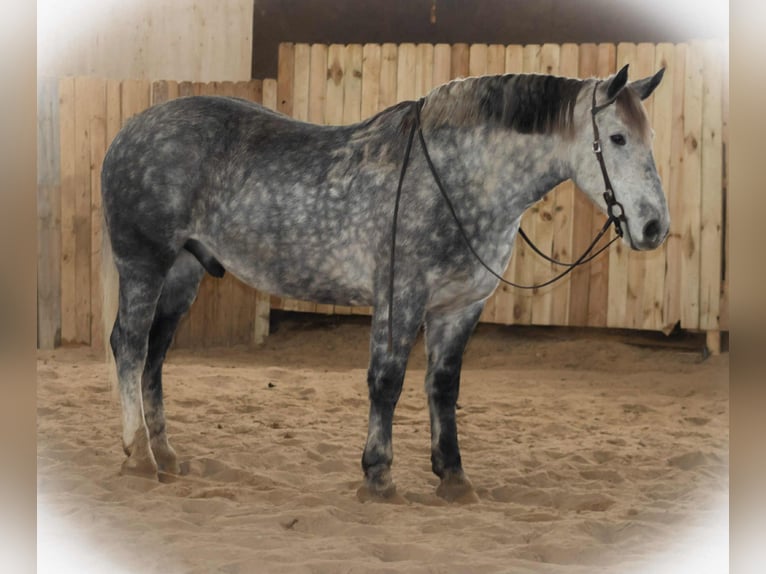 Perszeron Mix Wałach 7 lat 163 cm Siwa in Jackson