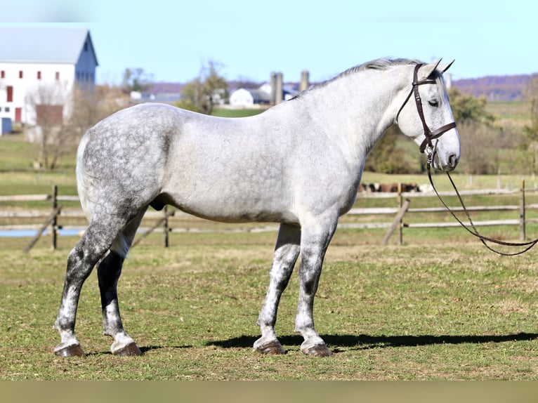 Perszeron Mix Wałach 7 lat 173 cm Siwa in Gap