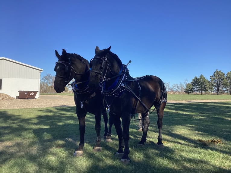 Perszeron Wałach 7 lat 183 cm Kara in Hazen, ND