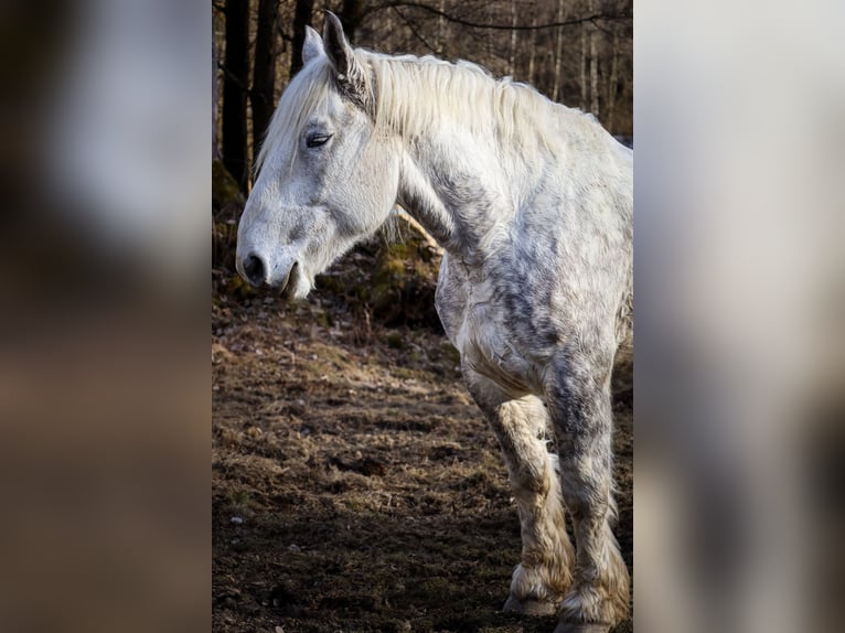 Perszeron Wałach 7 lat 183 cm Siwa in Sankt Oswald-Riedlh&#xFC;tte