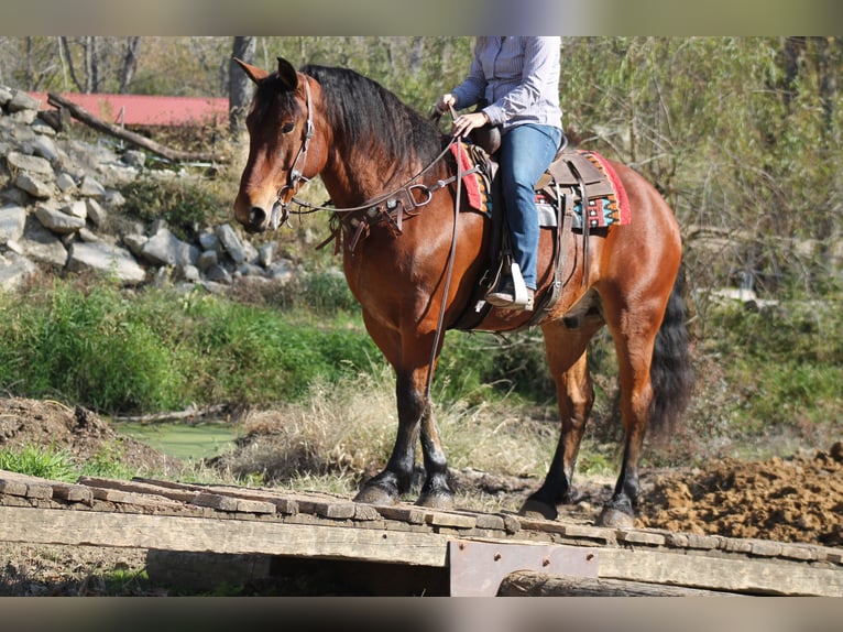 Perszeron Mix Wałach 8 lat 160 cm Gniada in Plano