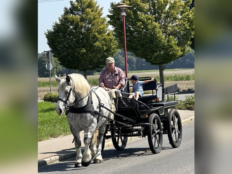 Perszeron Mix Wałach 8 lat 165 cm Siwa jabłkowita in Riedlingen