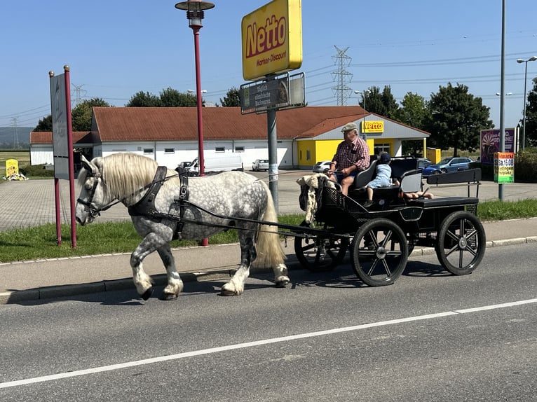Perszeron Mix Wałach 8 lat 165 cm Siwa jabłkowita in Riedlingen
