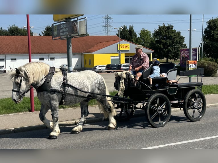 Perszeron Mix Wałach 8 lat 165 cm Siwa jabłkowita in Riedlingen