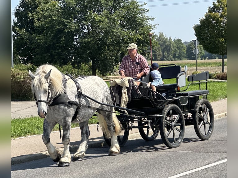 Perszeron Mix Wałach 8 lat 165 cm Siwa jabłkowita in Riedlingen