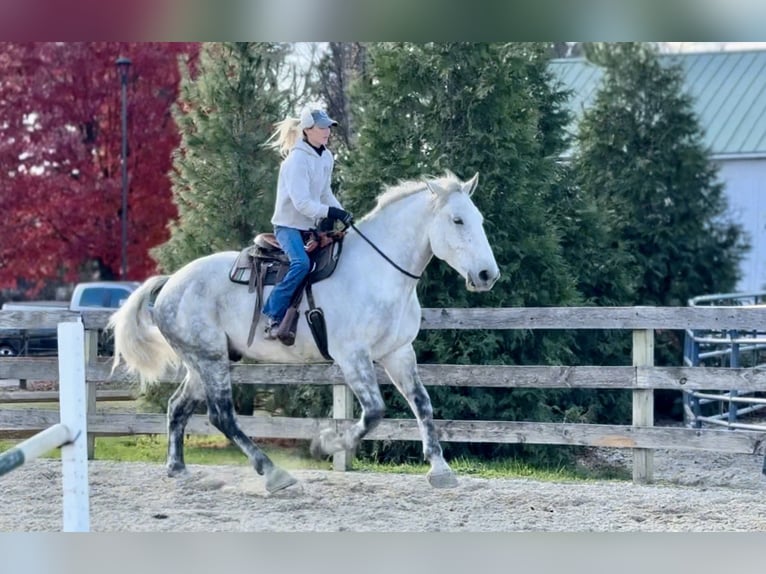 Perszeron Mix Wałach 8 lat 173 cm Siwa in Gap