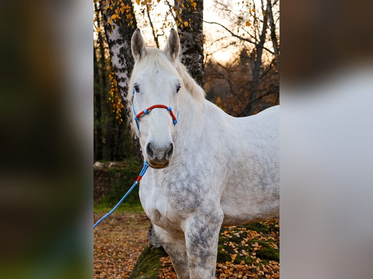 Perszeron Wałach 8 lat 177 cm Siwa in Spiegelau