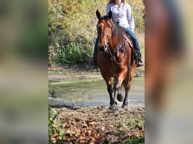 Perszeron Mix Wałach 9 lat 160 cm Gniada in Plano