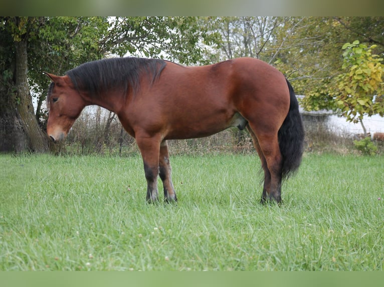 Perszeron Mix Wałach 9 lat 160 cm Gniada in Plano