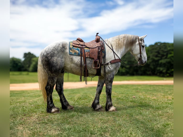Perszeron Wałach 9 lat 168 cm Siwa in Rusk TX