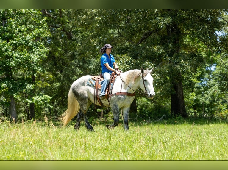Perszeron Wałach 9 lat 168 cm Siwa in Rusk TX