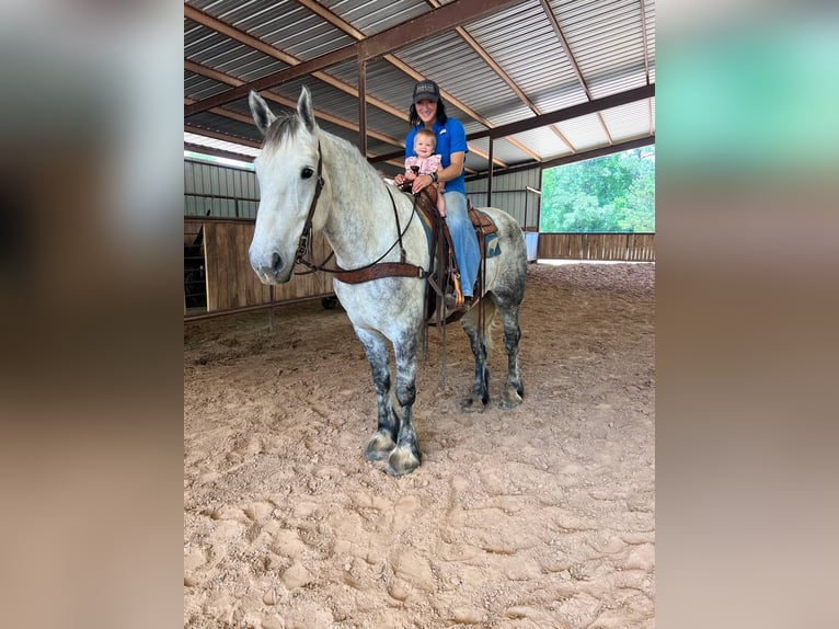 Perszeron Wałach 9 lat 168 cm Siwa in Rusk TX
