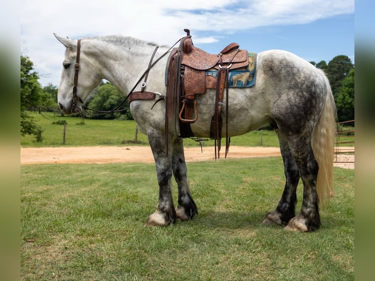 Perszeron Wałach 9 lat 168 cm Siwa in Rusk TX