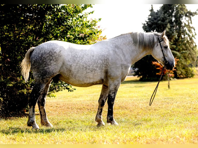 Perszeron Wałach 10 lat 175 cm Siwa jabłkowita in Pottstown, PA