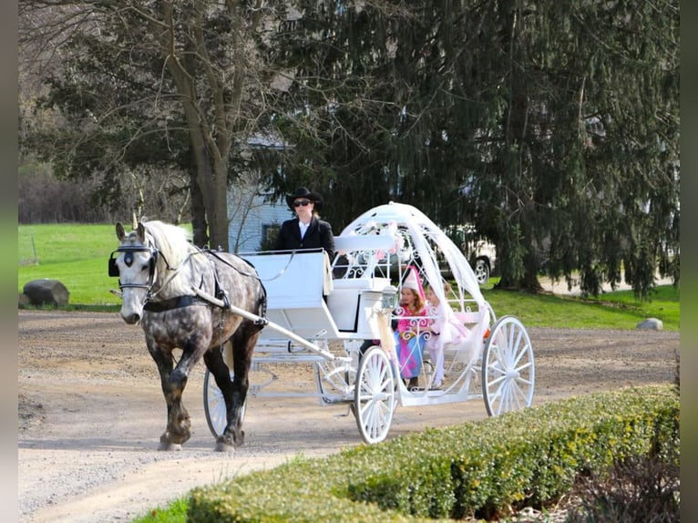 Perszeron Wałach 11 lat 170 cm Siwa jabłkowita in Highland Mi