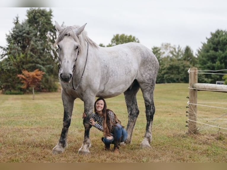 Perszeron Wałach 11 lat 175 cm Siwa jabłkowita in Pottstown, PA