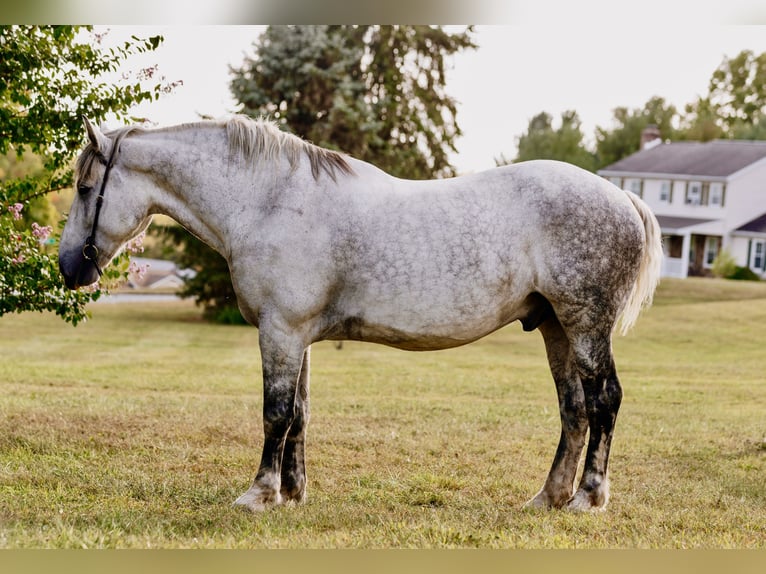 Perszeron Wałach 11 lat 175 cm Siwa jabłkowita in Pottstown, PA