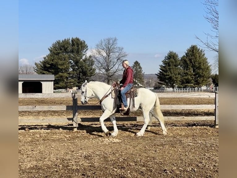 Perszeron Mix Wałach 16 lat 163 cm Siwa in Narvon