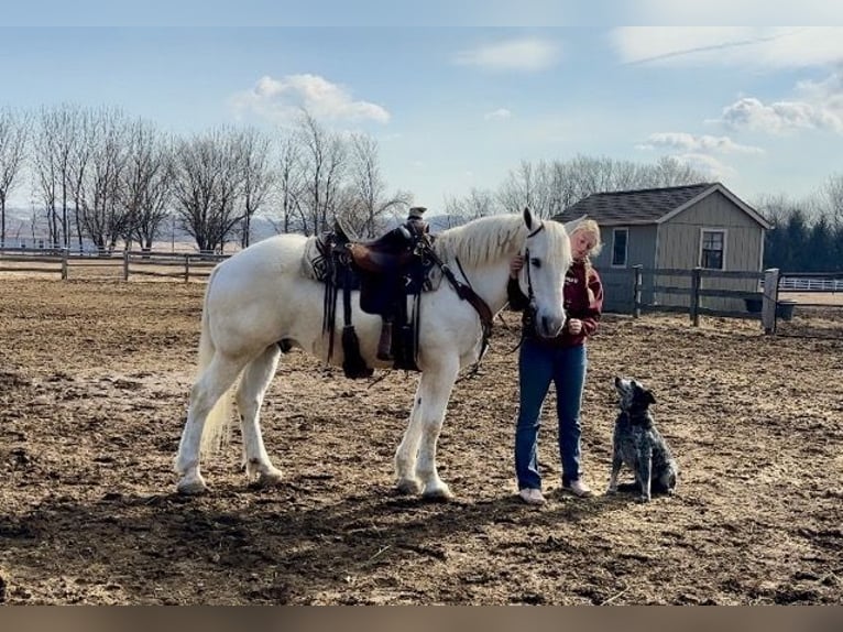 Perszeron Mix Wałach 16 lat 163 cm Siwa in Narvon