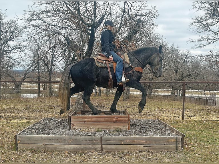 Perszeron Wałach 4 lat 152 cm Siwa in jacksboro TX