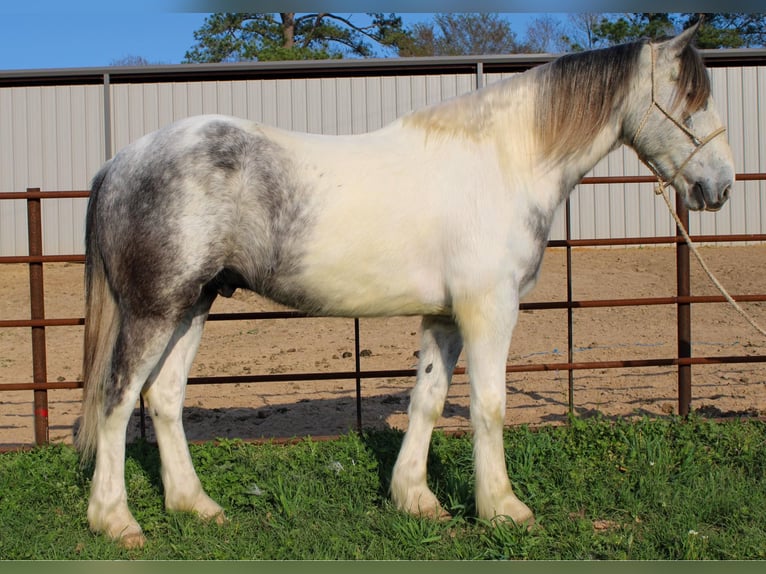 Perszeron Wałach 5 lat 165 cm Siwa in Rusk tx