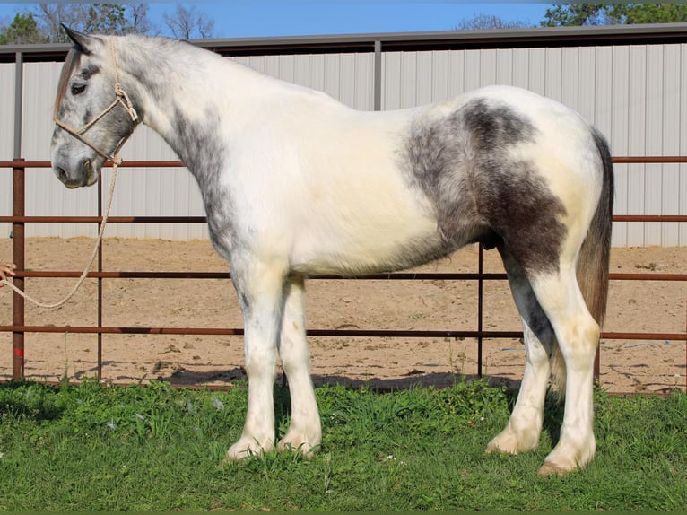 Perszeron Wałach 6 lat 165 cm Siwa in Rusk tx