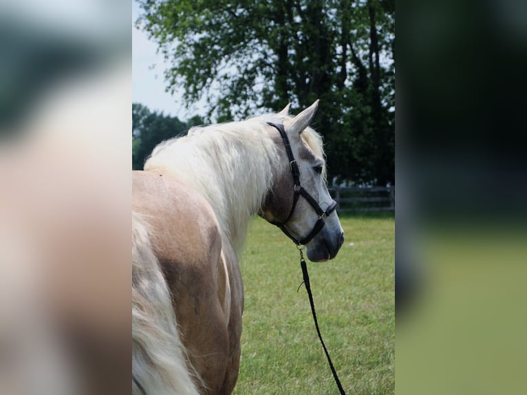 Perszeron Wałach 6 lat 175 cm Siwa in Highland MI